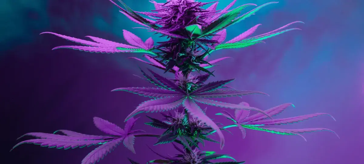 cannabis home delivery delivered inc