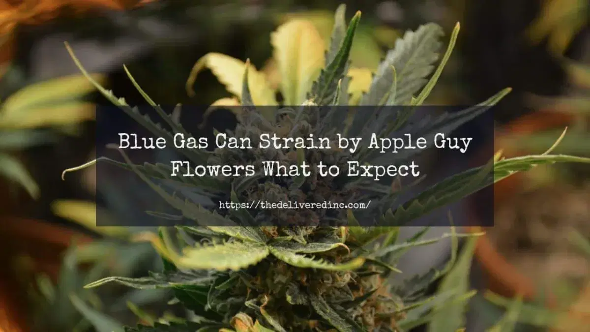 blue gas can strain