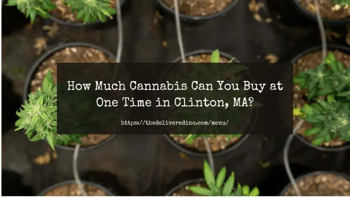 young cannabis plants in pots