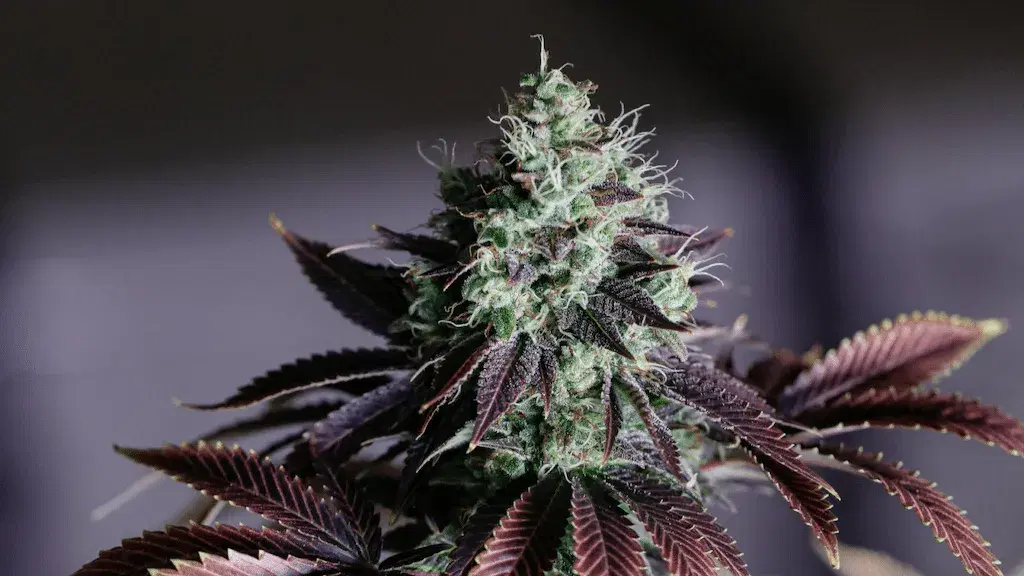 a purple and green cannabis plant in flower