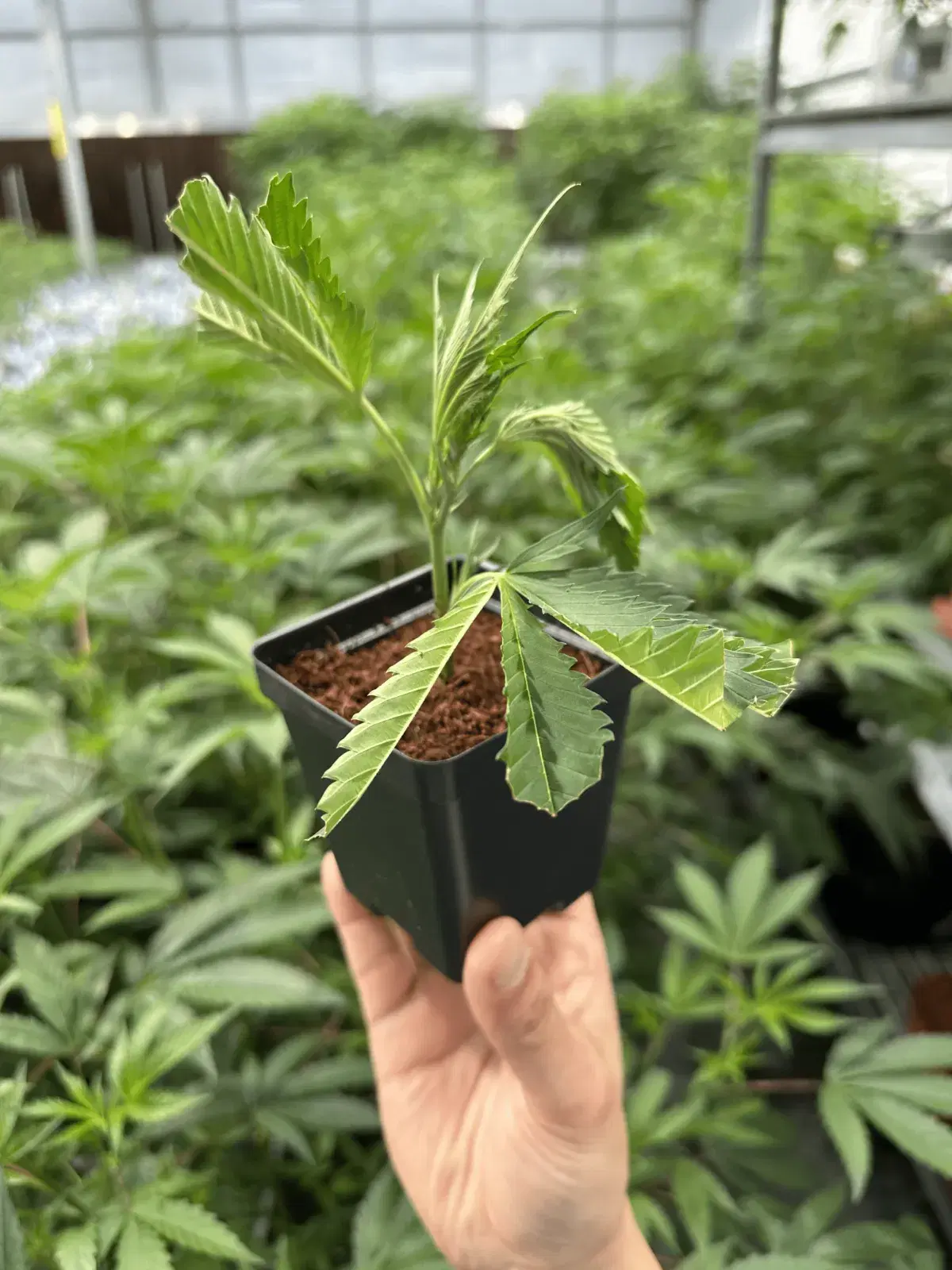 cannabis clone for home delivery massachusetts