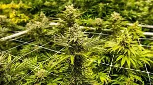 a dense cannabis canopy in a grow room
