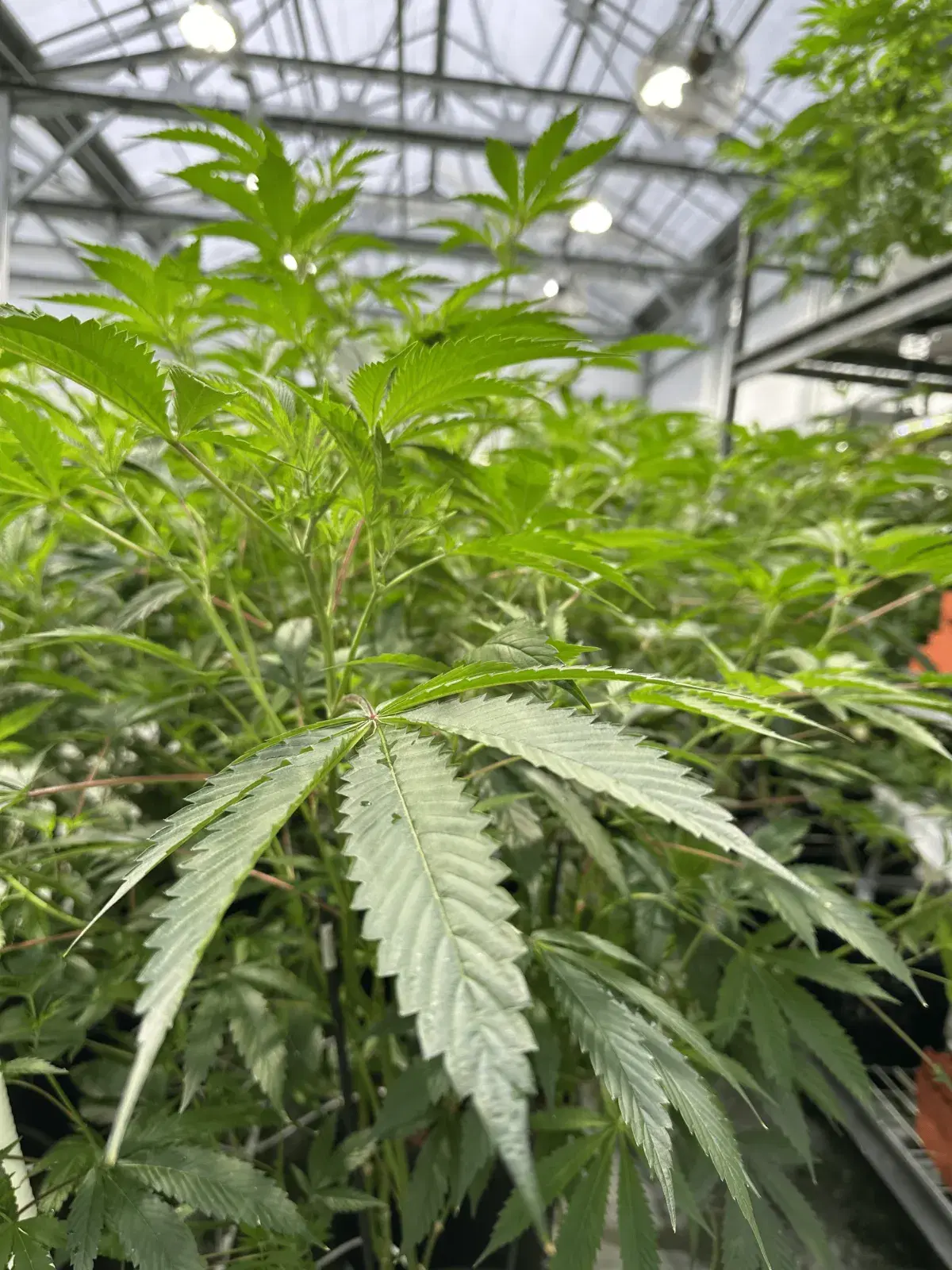 Green wednesday weed offers ready for you