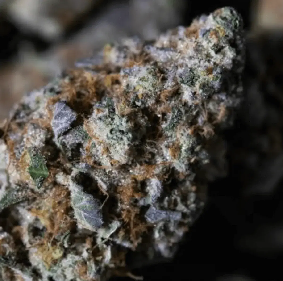 Gold LPH Cannalive Genetics, cannabis dispensary Clinton, MA
