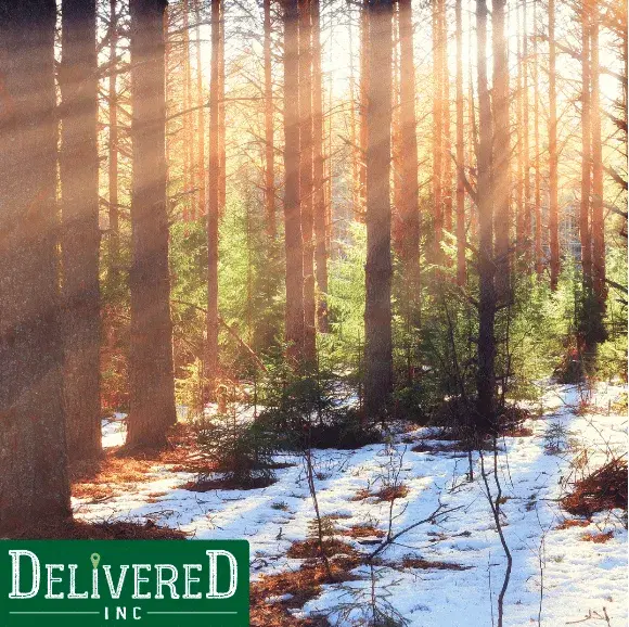 weed delivery near me