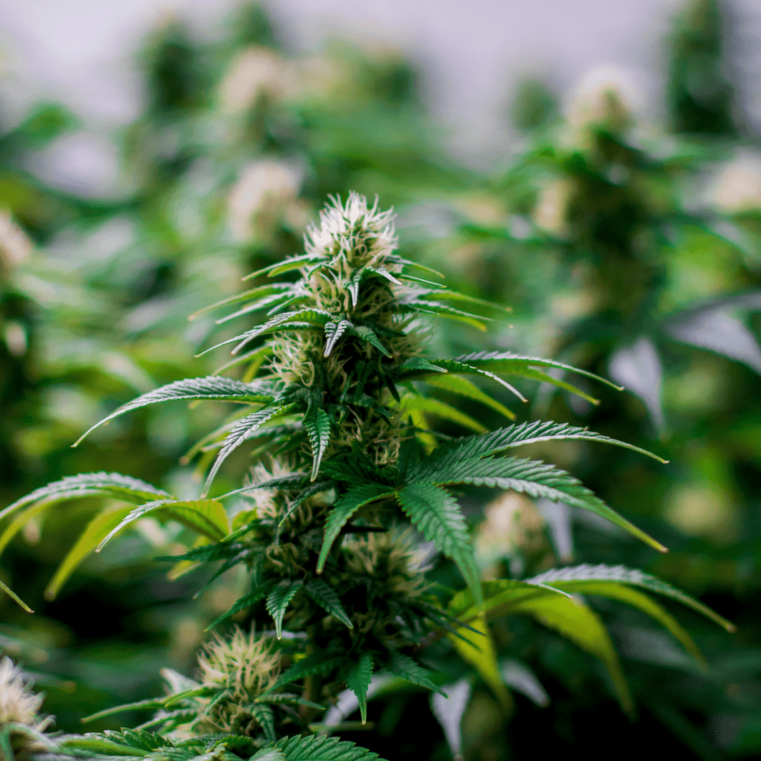 weed dispensary. Best Cannabis Products to Buy on Green Wednesday in Sacramento.